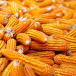 dried-corn-background