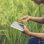 farmer-standing-rice-field-with-tablet (1)
